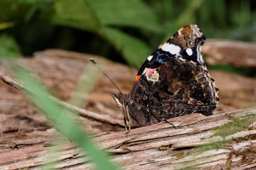 Red Admiral, Vanessa atalanta