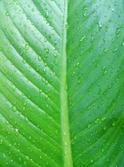 green leaf background black and white