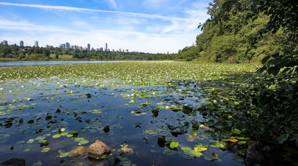 Obraz na płótnie Canvas Park, forest lake covered with water lilies, the forest, the city is visible on the horizon