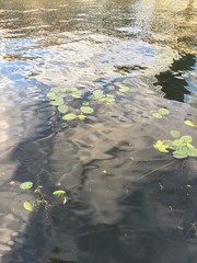 shadows and reflections 