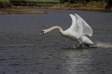 Mute Swan, cygnus olor