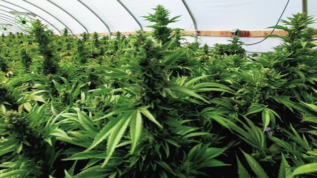 Budding Marijuana Plants Stabilized Panning Shot Inside Grow Tent