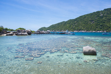 beautiful coral under the clear water at Koh Tao , Thailand