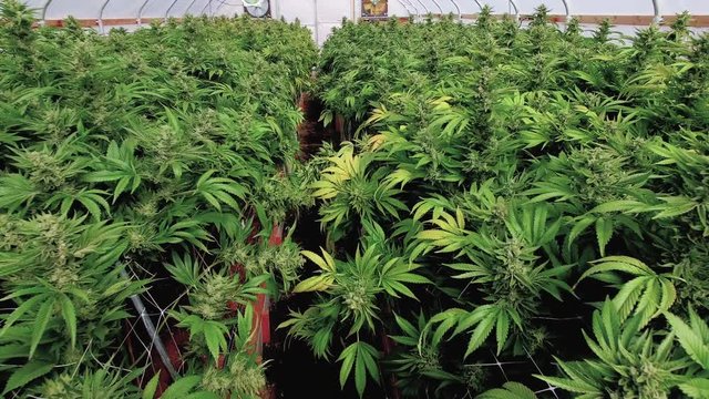 Moving Gimbal Shot Inside Marijuana Growing Tent Full of Blooming Cannabis Indica Plants