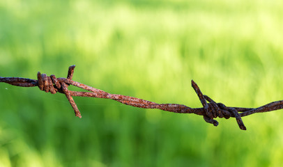 rusty barbed wire on green blur background