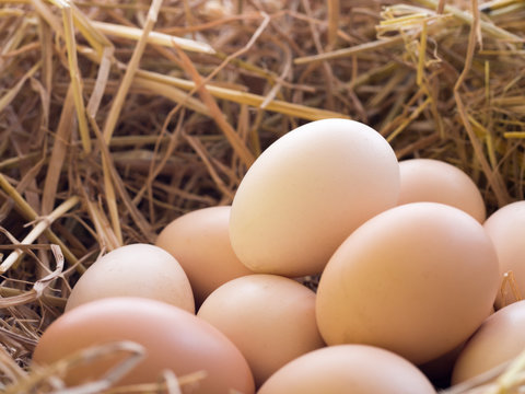 Chicken eggs in chicken nest.