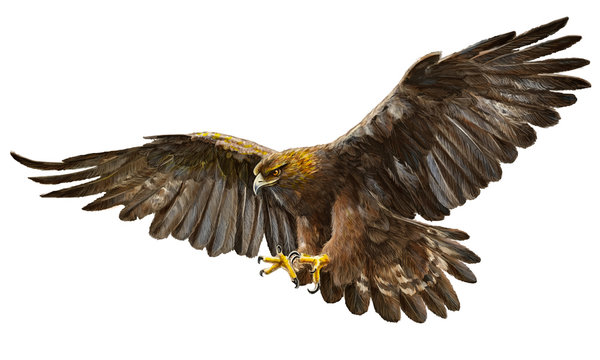 Golden eagle landing hand draw and paint vector illustration.