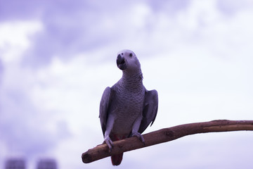 Obraz premium big Parrot on a branch