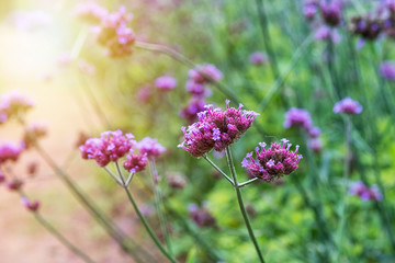 Blooming Verbena garden