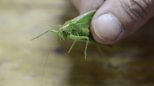 Ph&acirc;n bộ Ch&acirc;u chấu Caelifera Grasshopper Gr&auml;shoppor 草蜢 Cavalletta ตั๊กแตน 메뚜기  Cel&iacute;feros Kurzf&uuml;hlerschrecken Prostoskrzydłe kr&oacute;tkoczułkie