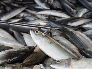 Closeup of fresh fish sea food in local market, Thailand