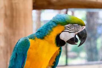Close up of Blue-and-yellow macaw