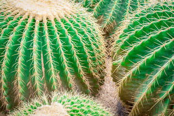 Cactus numerous combinations in the garden.