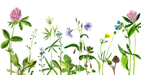 watercolor drawing flowers and herbs