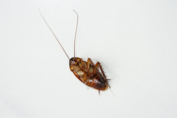 Close up of Dead cockroaches overturn