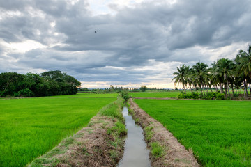 Obraz premium Rice fields with canal ditch landscape in countryside