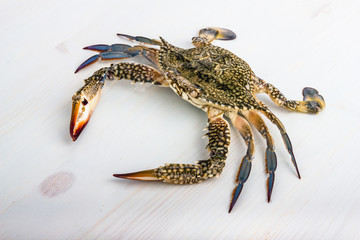 Blue crab.
