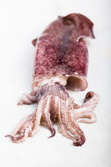 Fresh and clean squid.
