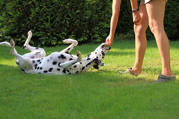 Hund macht Rolle im Garten, Kunststück