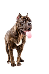 Interested dog Cane Corso breed