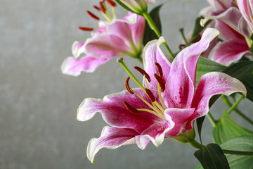 Pink and red lily flowers