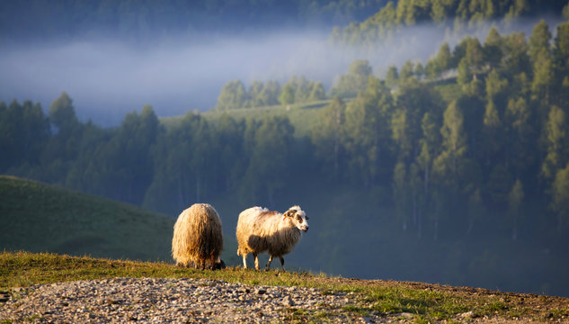 Flock of sheep in the morning fog