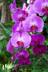 Fototapeta na wymiar purple beautiful orchid in the natural orchid phalaenopsis