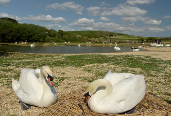 Naklejka premium Swannery at Abbotsbury, Dorset