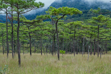 Nature mountain and Pine forest landscape , Reflection light and shadow , dark-toned color . Location Phu-Soi-Dao Uttaradit Province , North of Thailand