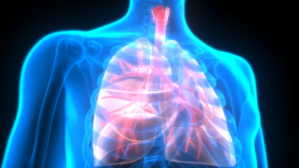 Fototapeta na wymiar Human Body Organs (Lungs Anatomy)