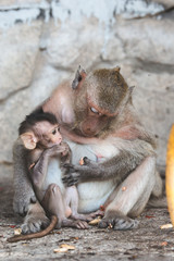monkey