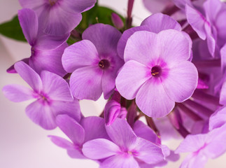 Fototapeta premium Phlox paniculata L.