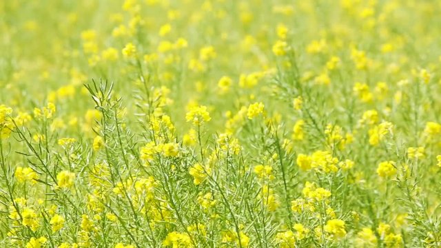 春風で揺らめく菜の花
