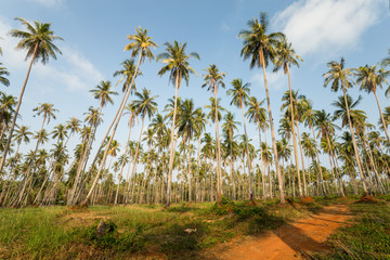 Thailand palm trees with blue sky