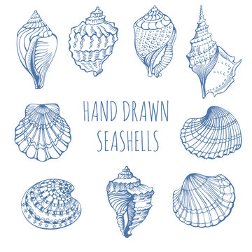 Seashells. Rapana. Black Sea Clam, holiday, marine life. Hand Drawn.