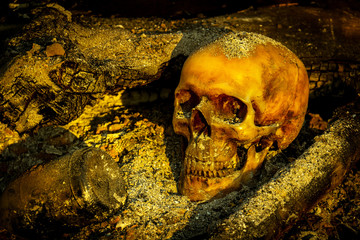 Still life with human skull on ashes and burned log in the forest