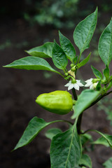Pepper bush blooms with white flower