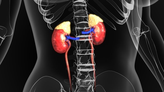 kidneys