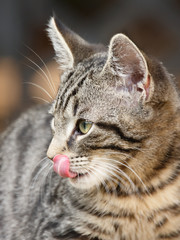 Kätzchen leckt sich das Mäulchen