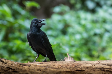 Large-billed crow