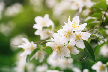 close up photo of beautiful jasmine blossom in evening sunset light