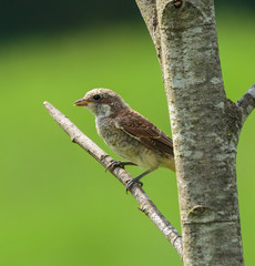 Female of red backed shrike