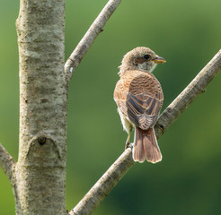 Female of red backed shrike