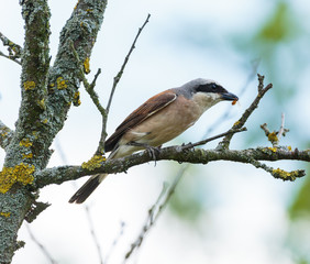 Red backed shrike