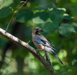 Eurasian jay on a branch
