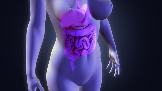 Digestive system