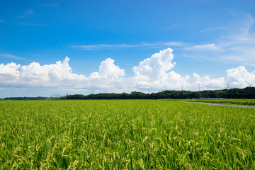 田園風景