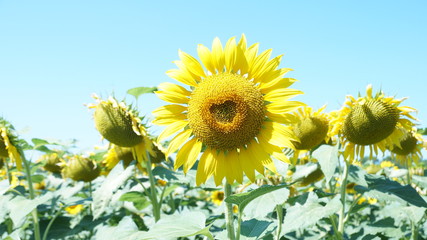 Сердце на подсолнухе. Желтые подсолнухи повернуты к теплому солнцу.