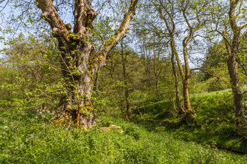 Dalby Forest