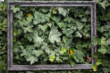 Efeu im Bilderrahmen - Textfreiraum